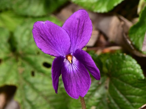 Viola odorata