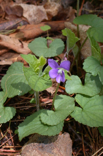 Viola palmata (Wood violet) — photo