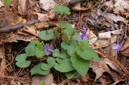 Viola palmata (Wood violet) — photo