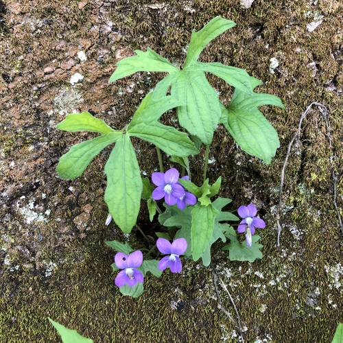 Viola palmata