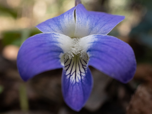 Viola papilionacea (Common Blue Violet) — photo