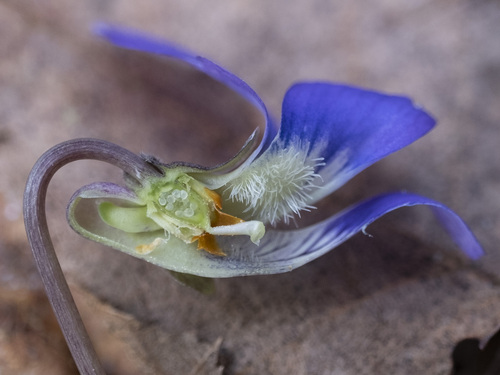 Viola papilionacea (Common Blue Violet) — photo