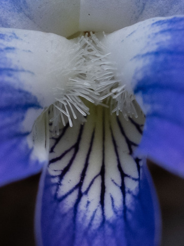 Viola papilionacea