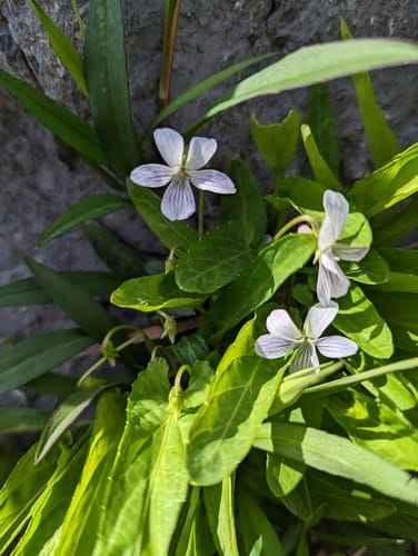 Viola patrinii (China violet) — photo