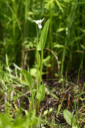 Viola patrinii