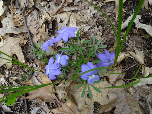Viola pedata (Bird's foot violet) — photo