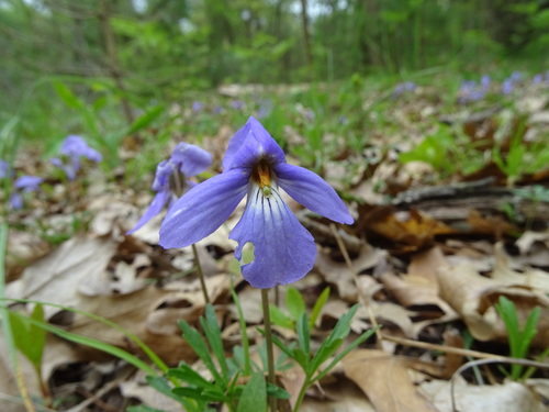 Viola pedata (Bird's foot violet) — photo