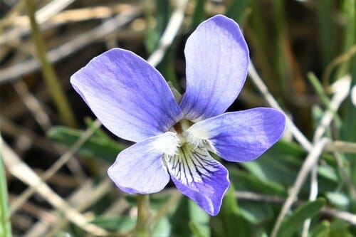 Viola pedatifida — photo