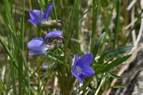 Viola pedatifida — photo