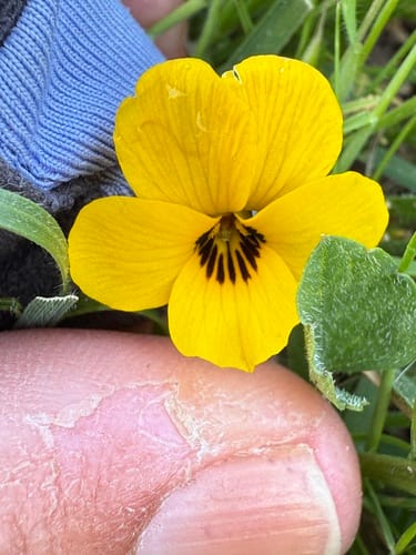 Viola pedunculata (Grass pansy) — photo