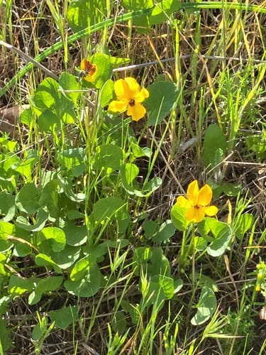Viola pedunculata (Grass pansy) — photo