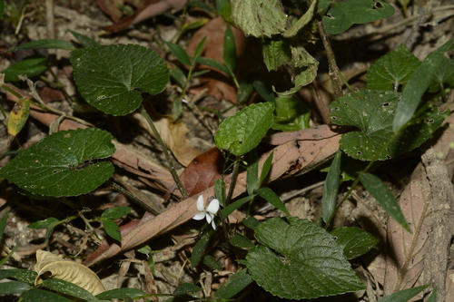 Viola pilosa — photo