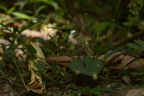 Viola pilosa — photo
