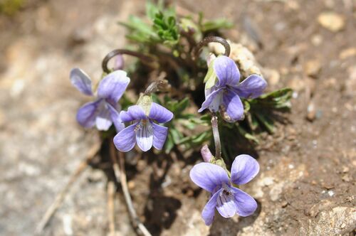 Viola pinnata