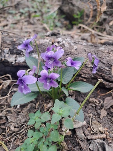 Viola prionantha — photo