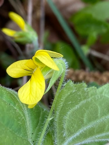 Viola pubescens var. scabriuscula (Yellow violet) — photo