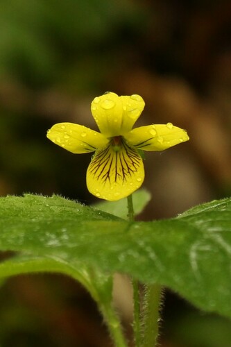 Viola pubescens var. scabriuscula (Yellow violet) — photo