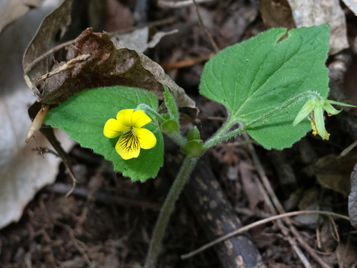 Viola pubescens var. scabriuscula