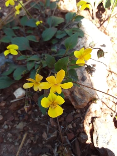 Viola purpurea (Western mountain violet) — photo