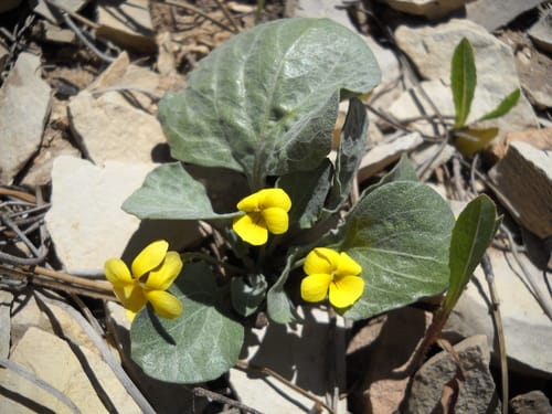Viola purpurea (Western mountain violet) — photo