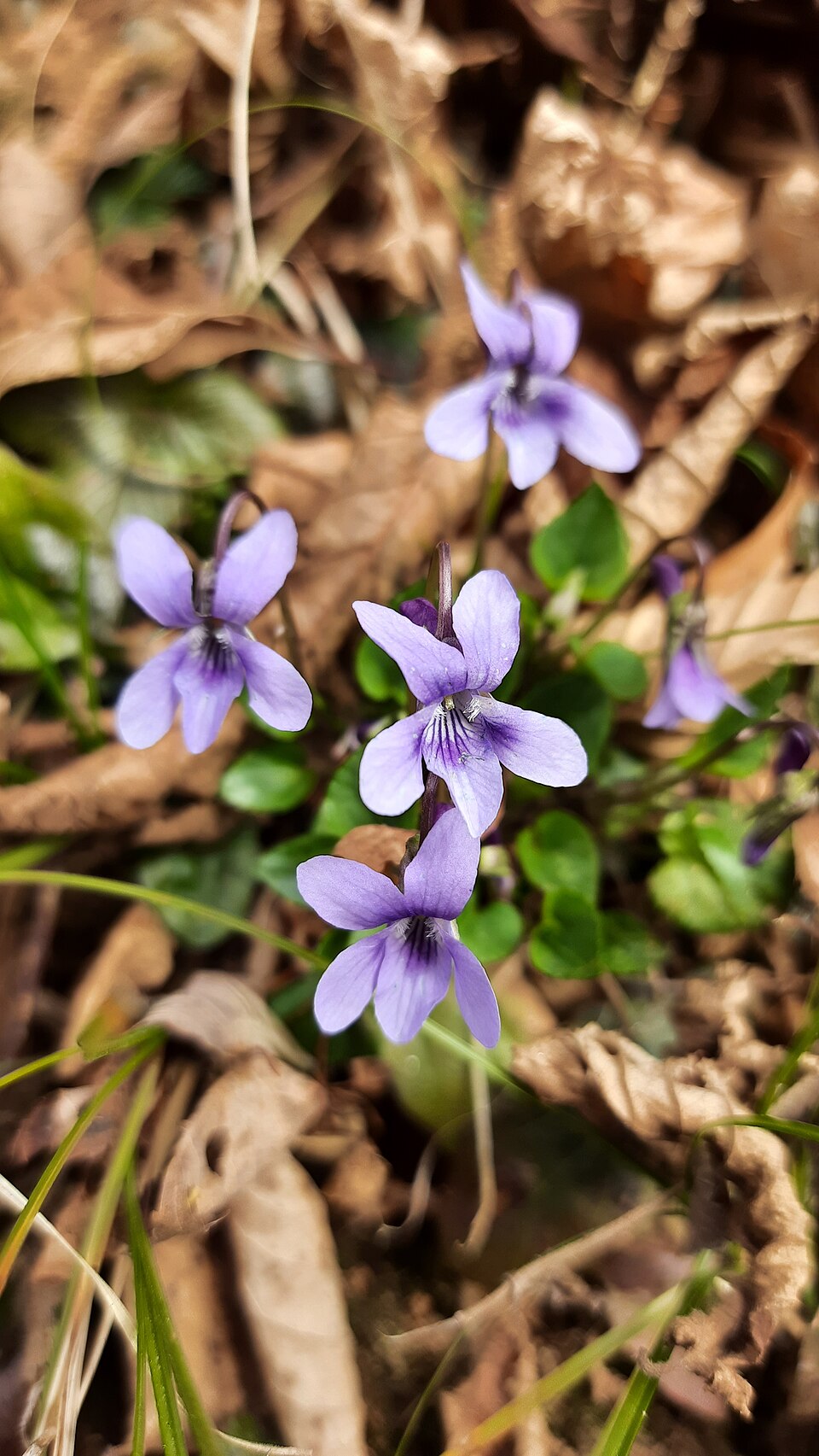 Viola reichenbachiana (Chin Ts'Ai) — photo