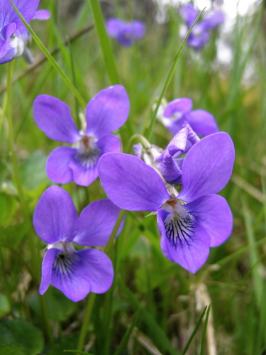 Viola riviniana (Wood violet) — photo