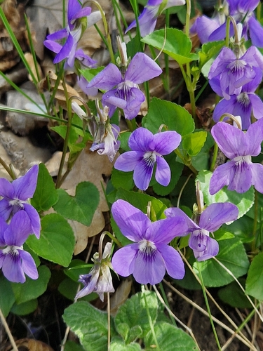 Viola riviniana (Wood violet) — photo