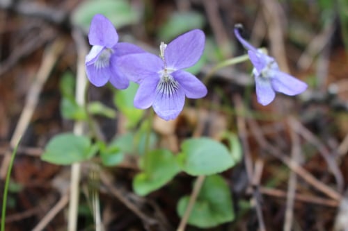 Viola riviniana