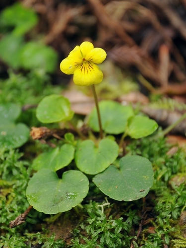 Viola sempervirens (Redwood violet) — photo
