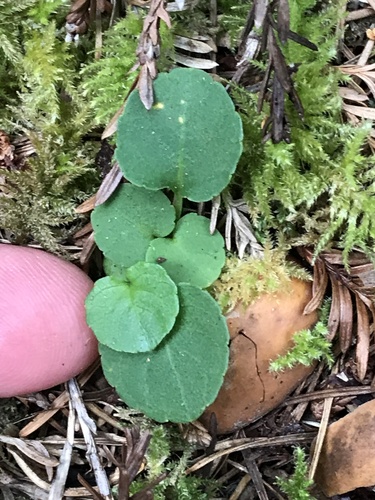 Viola sempervirens (Redwood violet) — photo