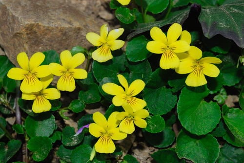 Viola sempervirens