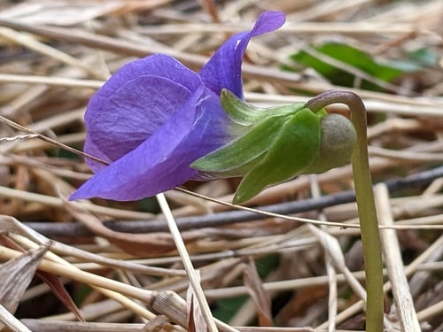 Viola sororia (Woolly blue violet) — photo