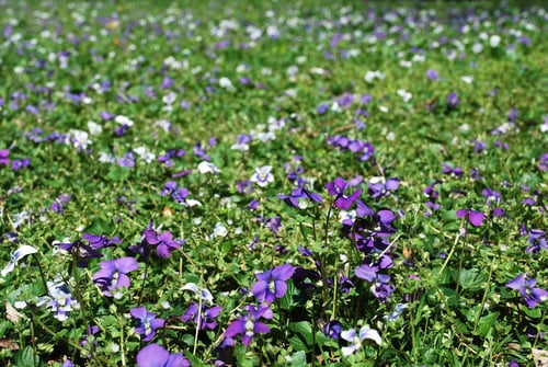 Viola sororia (Woolly blue violet) — photo