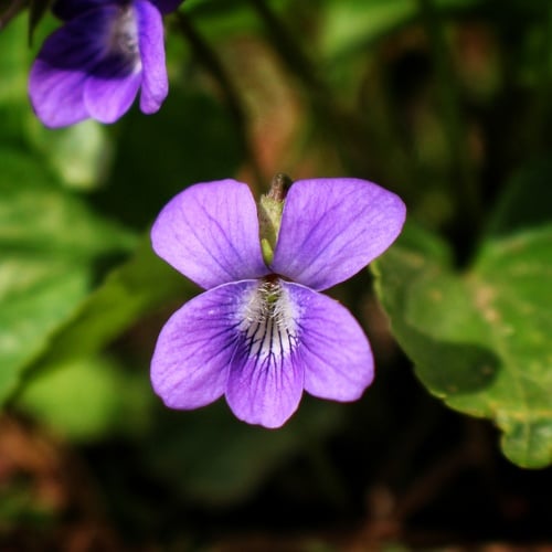 Viola sororia