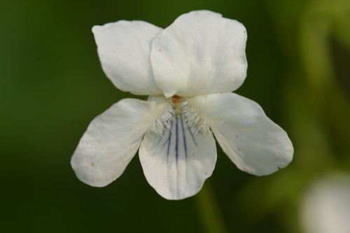 Viola striata (Pale violet) — photo