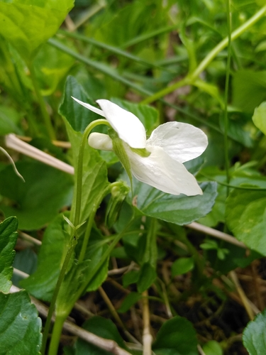 Viola striata (Pale violet) — photo