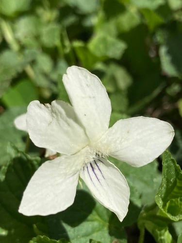 Viola striata