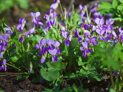 Viola suavis (Russian violet) — photo