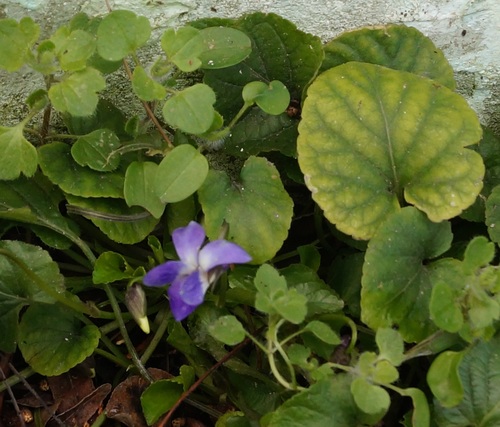 Viola suavis (Russian violet) — photo
