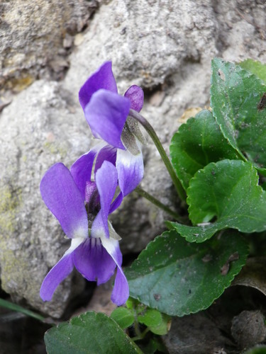 Viola suavis