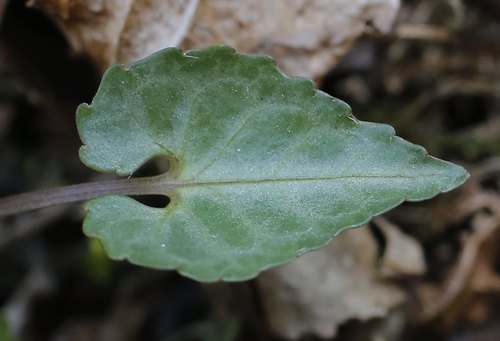 Viola tokubuchiana — photo