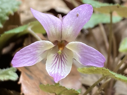 Viola tokubuchiana — photo