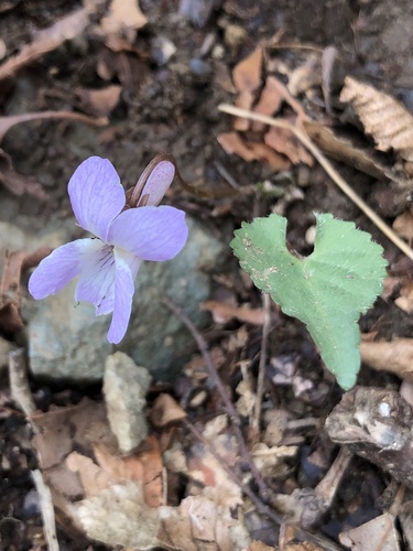 Viola tokubuchiana