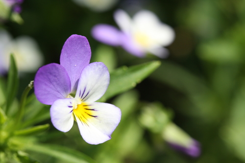 Viola tricolor (Heartsease) — photo