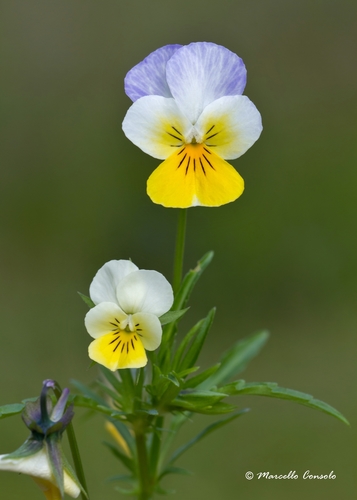 Viola tricolor (Heartsease) — photo