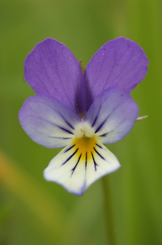 Viola tricolor