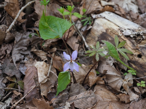 Viola vaginata — photo