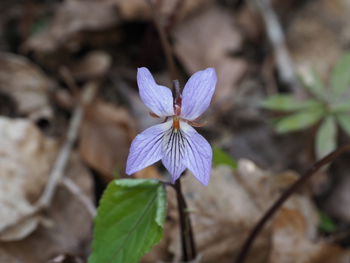 Viola vaginata