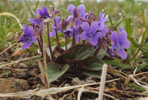Viola variegata — photo