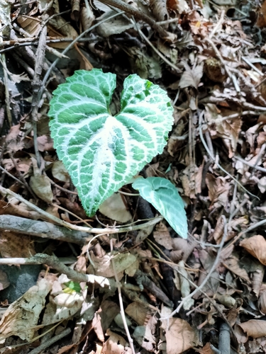 Viola variegata — photo